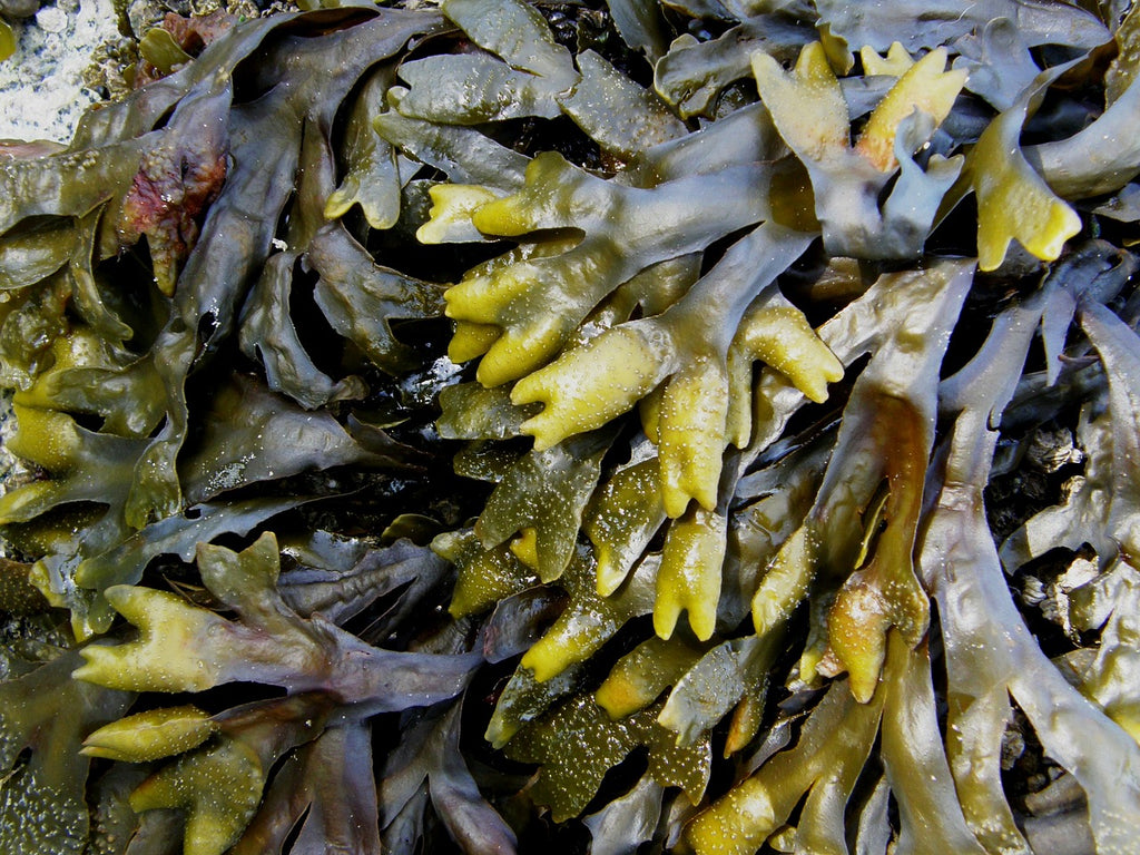 marine ingredients seaweed kelp seawater seasalt