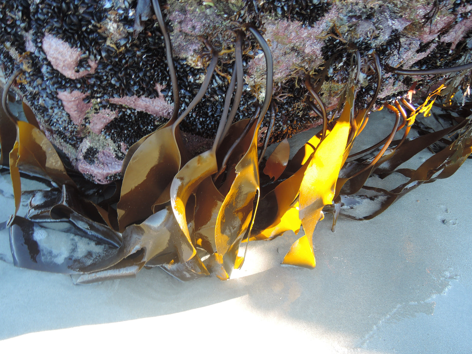 SUSTAINABLE SEAWEED HARVESTING